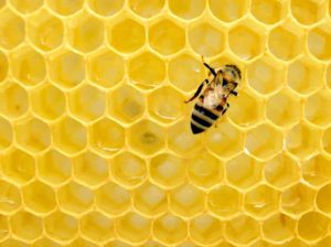 Apitherapy